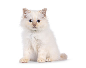 Sweet Sacred Birman kitten sitting up side ways. Looking straight to camera. Isolated on a white background.
