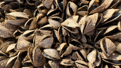 Mussels Texture background
