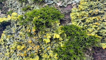 colored lichen and moss on on forest floor , graphic background, top view, texture