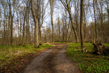path in the woods