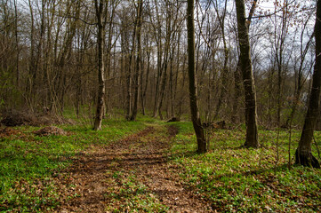 path in the woods