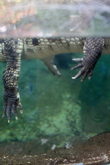Crocodile swimming calmly in a tranquil freshwater pond surrounded by lush greenery and natural elements
