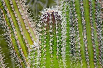 Detail of cactus scrub, Bonaire, Caribbean Netherlands