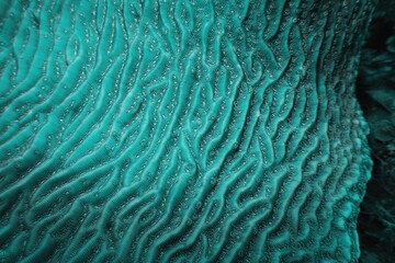 Organic texture of  Whitestar Sheet Coral - Agaricia lamarcki. Hard coral as an abstract background