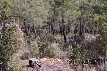 sunny day in the forest