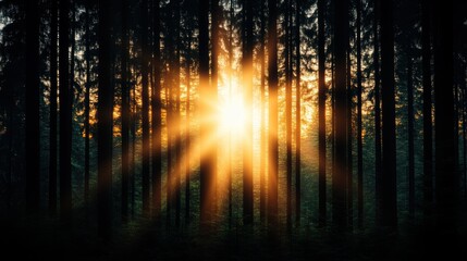 Sunlight filters through the towering trees, creating a stunning play of light and shadow that evokes a sense of wonder and reverence for the beauty of nature.