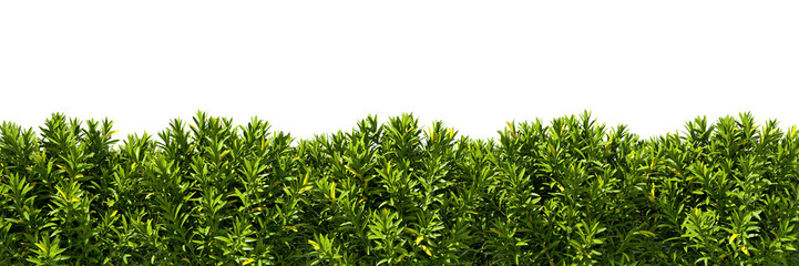 Green plants foliage gardening wall 3d rendering png file