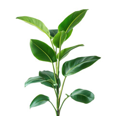 Obraz premium Vibrant Houseplant: A lush houseplant showcases its vibrant green leaves, illustrating freshness and growth