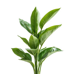 Fototapeta premium Exotic Green Foliage: A vibrant display of lush green leaves in a tropical plant arrangement, set against a simple backdrop