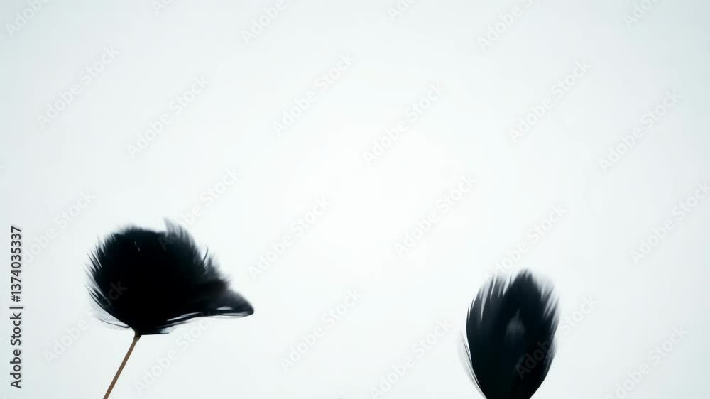 Poster three black feathers are shown in the image. the feathers are in the air and appear to be flying