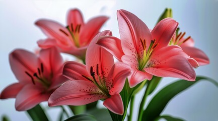 Fototapeta premium Pink Lilies in Full Bloom Showcasing Delicate Petals and Green Leaves