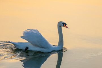 Obraz premium Swan birds in a lake and river water swimming in the wild nature in early spring and summer. Big white adult swan bird with clear white feather and bird wings breading in the wildlife