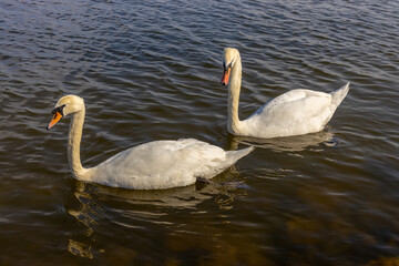 Swan birds in a lake and river water swimming in the wild nature in early spring and summer. Big white adult swan bird with clear white feather and bird wings breading in the wildlife