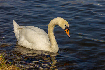 Obraz premium Swan birds in a lake and river water swimming in the wild nature in early spring and summer. Big white adult swan bird with clear white feather and bird wings breading in the wildlife