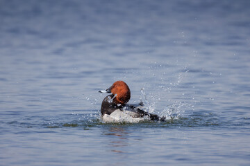 A male common pochard splashes in the water perpendicular to the camera lens on a sunny spring day.	