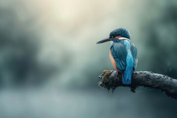 Kingfisher bird animal beak wildlife.