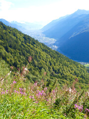 Fototapete bei efototapeten.de bestellen   