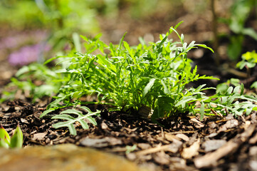 Rucola, Rukola, Salat