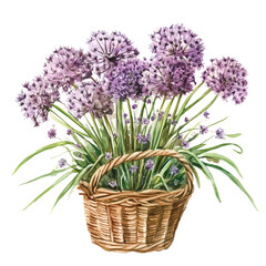 A watercolor vector of an allium bouquet in a basket, isolated on a white background. Allium bouquet vector.


