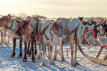 Reindeer in harness at a traditional reindeer herder's festival. Arctic region.