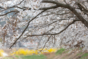 a beautiful spring scene with cherry blossoms in full bloom