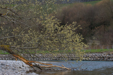 A fallen tree gracefully rests in a tranquil river, its flowering branches adding a touch of vitality and charm—a striking fusion of resilience, elegance, and natural beauty.