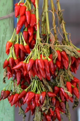 Bunch of Red Hot Chili Peppers Hanging to Dry
