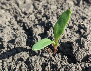 Sugar beet seedlings. A week or ten days after sowing, the seedlings of the future massive sugar beets will begin to appear in the fields. At first, they will be tender and vulnerable to pests