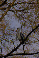 Grace meets elegance as a grey heron perches high on a tree branch. Its poised demeanor and natural beauty embody tranquility and the untamed charm of the wild.