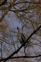 Grace meets elegance as a grey heron perches high on a tree branch. Its poised demeanor and natural beauty embody tranquility and the untamed charm of the wild.