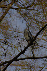 Grace meets elegance as a grey heron perches high on a tree branch. Its poised demeanor and natural beauty embody tranquility and the untamed charm of the wild.