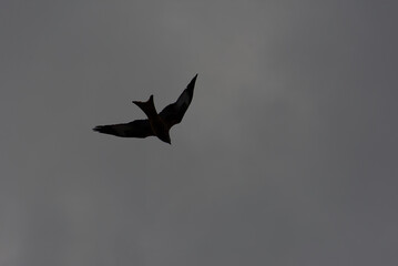 Witness the elegance of freedom as a majestic red kite soars through the sky. Its graceful flight and vivid hues paint a picture of untamed beauty and boundless wonder.