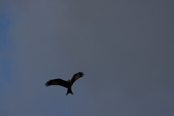 Witness the elegance of freedom as a majestic red kite soars through the sky. Its graceful flight and vivid hues paint a picture of untamed beauty and boundless wonder.