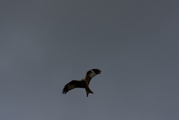 Witness the elegance of freedom as a majestic red kite soars through the sky. Its graceful flight and vivid hues paint a picture of untamed beauty and boundless wonder.