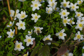 Celebrate nature’s harmony with this vibrant closeup of a bee gracefully hovering near delicate white flowers with golden-yellow nectar. A snapshot of life’s beauty and endless connection.