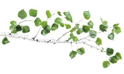 Obraz premium Green Birch Tree Branch with Delicate Leaves Isolate on Transparent Background, cutout, png