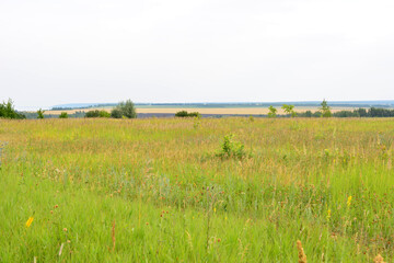 Fototapeta premium Green field with grass under a white cloudy sky