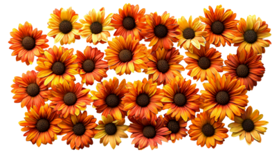 Bright and Playful Flat Lay of Cheerful Gerbera Daisies Arrangement Isolate on Transparent Background, cutout, png