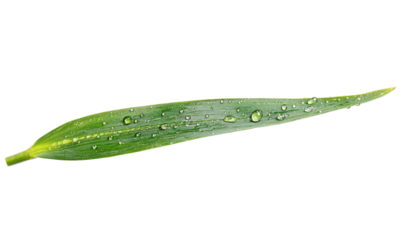Single Blade of Grass with Water Droplets in Nature Scene Isolate on Transparent Background, cutout, png