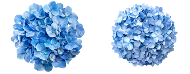 Top View of Blue Hydrangeas in a Circular Arrangement for Design Isolate on Transparent Background, cutout, png