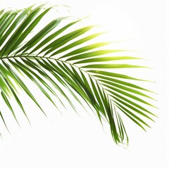 Lush green palm leaf against bright background