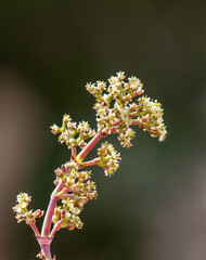 Proxiphographie d'une plante grasse (succulente) - Crassula perforata