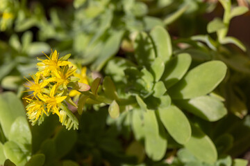 Proxiphographie d'une plante grasse (succulente) - Orpin à feuilles spatulées - Sedum spathulifolium
