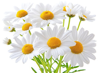Fototapeta premium Isolated White Daisies and Green Leaves
