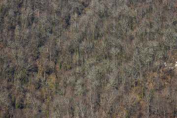 Textured background of a steep mountain overgrown with trees at winter season. Bare deciduous trees...