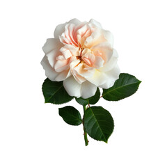 Obraz premium Beautiful soft pink flower with creamy white petals and lush green leaves on a light background