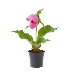 Vibrant Pink Orchid Flower in Elegant Pot Surrounded by Lush Green Leaves and Soft Lighting