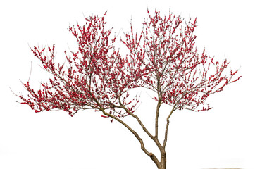 cherry tree isolated on white