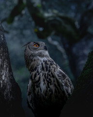 An eurasian eagle-owl at night