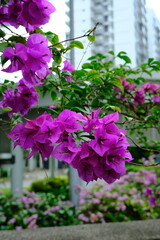 Under the pink flower